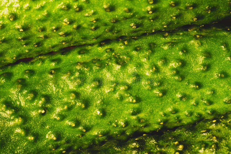 Cucumber texture close up. fresh green vegetables