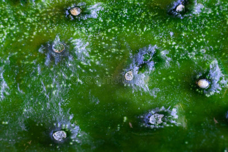 Cucumber Texture Closeup View Green Peel Stock Photo Image of agricultural, fruit 181838946