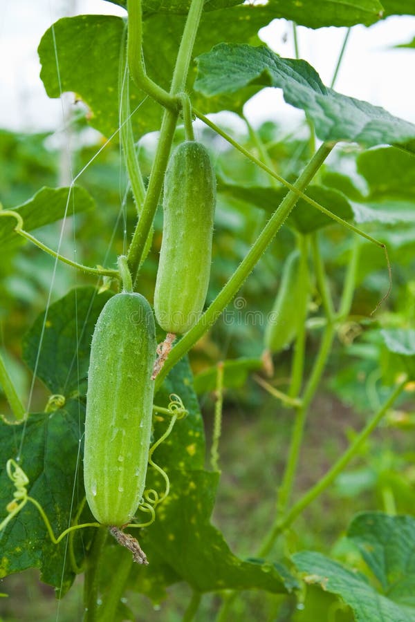 Cucumber on tree