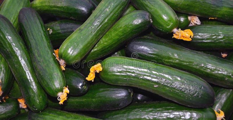 Cucumber Vegetable stock images