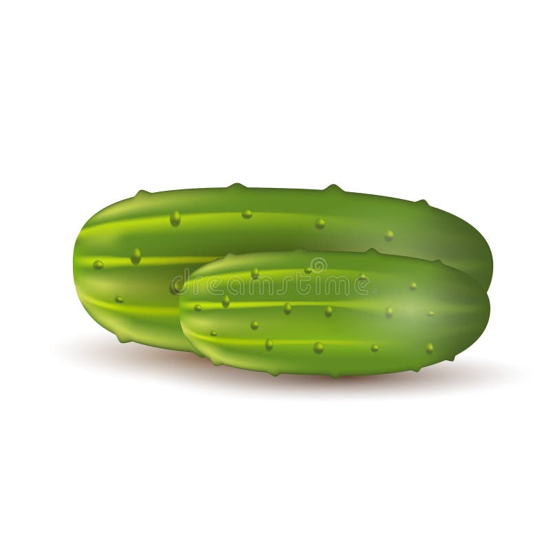 Download Cucumber stock vector. Illustration of fresh, useful - 39505696