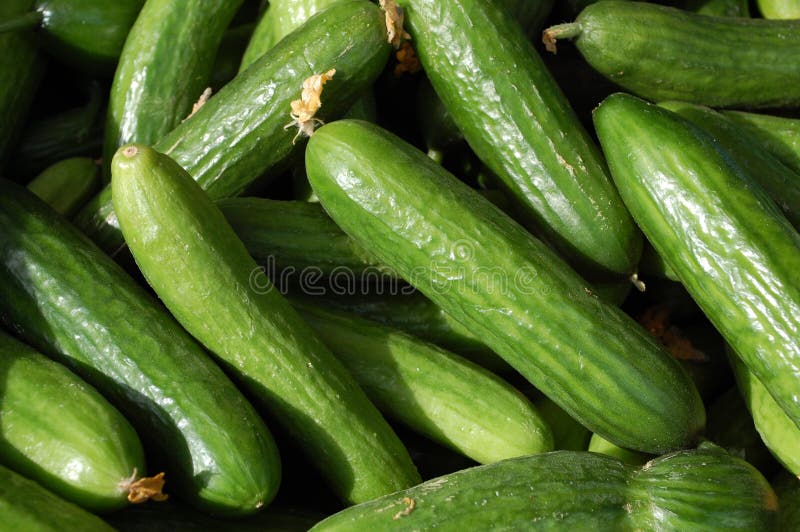 Cucumbers