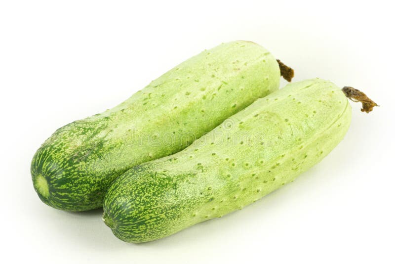 Wax gourd stock photo. Image of chalkumra, life, garden 31608522