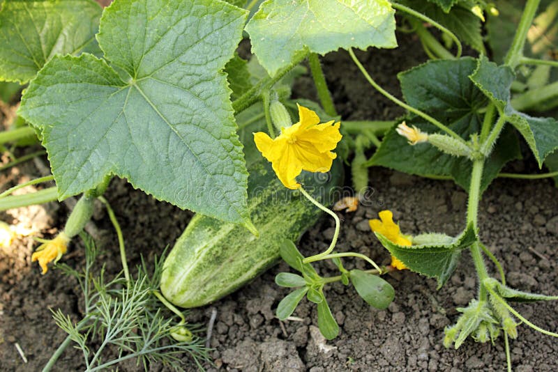 Cucumbers