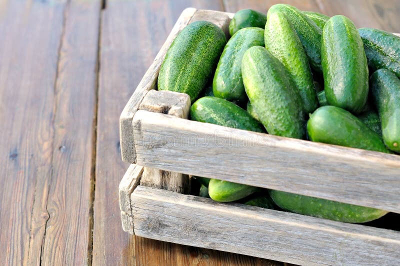 Cucumbers