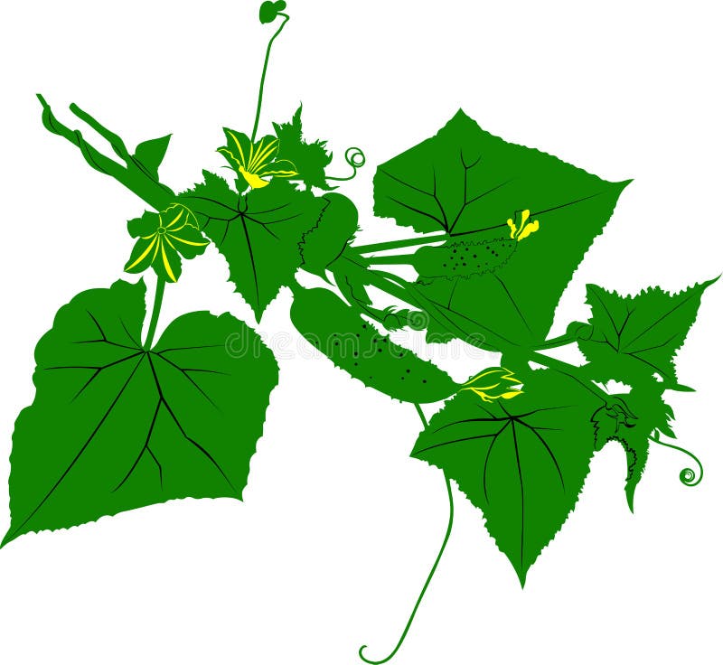 Cucumber Vine. Vector Drawing Stock Vector Illustration of cultivated
