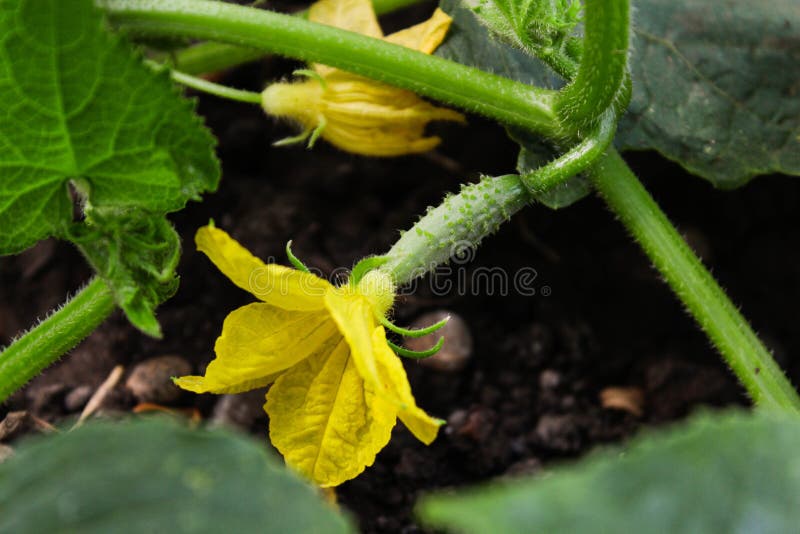 Cucumbers in the Garden. Green Small Cucumbers in the Garden. Farming