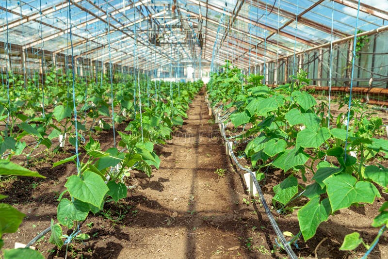Cucumbers Growing in a Greenhouse, Healthy Vegetables without Pesticide