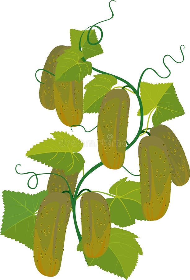 Cucumbers growing on vines stock vector. Illustration of agricultural