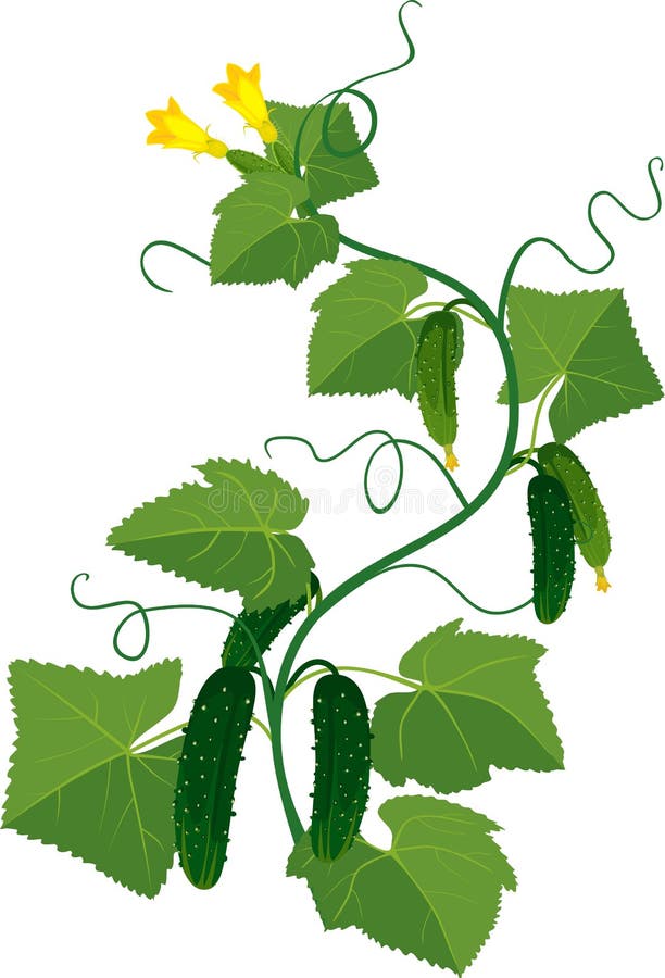 Cucumbers growing on vines stock vector. Illustration of leaf 72847207