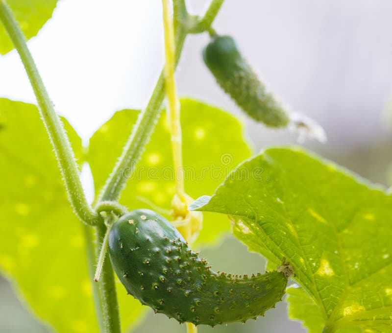 Cucumbers with leaves stock image. Image of bright, garden 50243749