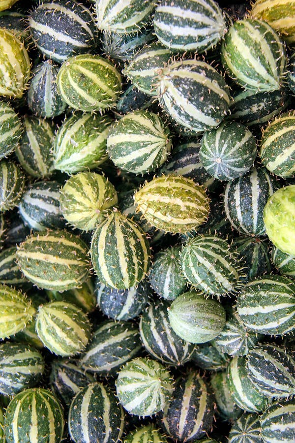 Cucumisanguria, cackrey, kastanjebruine komkommer, het Westen Indische augurk en het Westen Indische pompoen Deco-fruit gele en g royalty-vrije stock afbeelding Cucumisanguria, cackrey, kastanjebruine komkommer, het Westen Indische augurk en het Westen Indische pompoen Deco-fruit gele en g royalty-vrije stock afbeelding