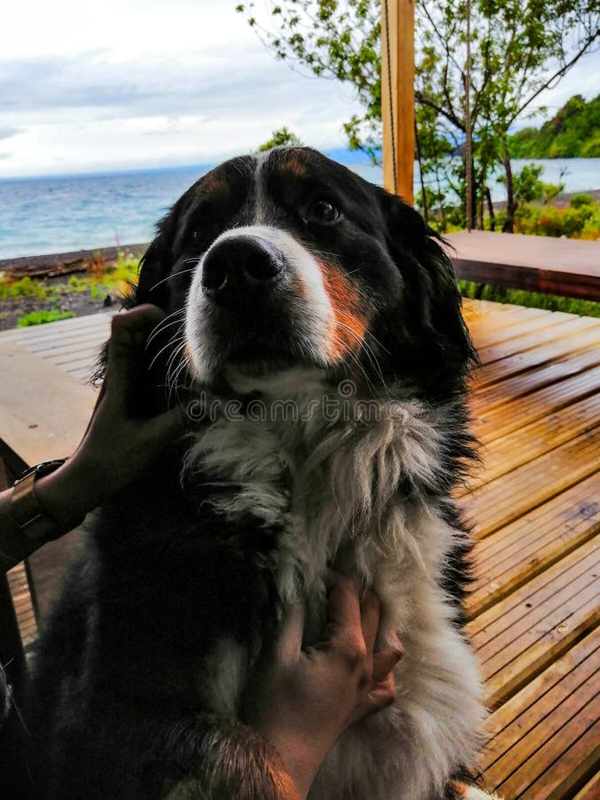 in cabin dog weight limit in cabin dog weight limit