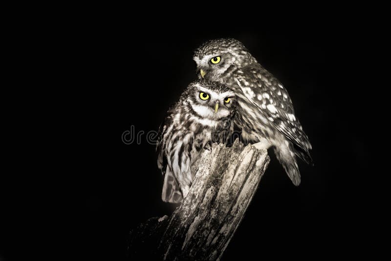 Cuddling pair of Little Owls Athene noctula perched on a pale captured close up at night. Cuddling pair of Little Owls Athene noctula perched on a pale captured close up at night.