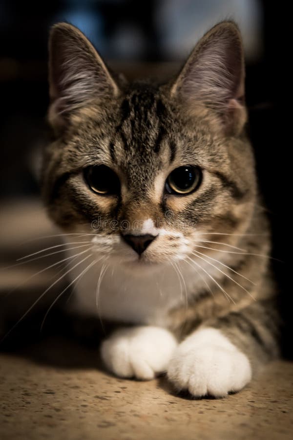 Cuddly Kitty Cat Laying Around the House Stock Photo Image of kitty, playful 180010560