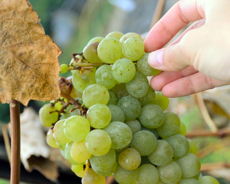 Cueillez à la main vers le haut des raisins du groupe, sorte de Chardonnay photos stock Cueillez à la main vers le haut des raisins du groupe, sorte de Chardonnay photos stock