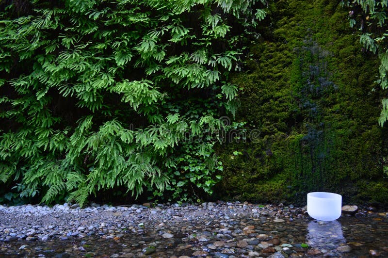 Singing bowl in California redwoods. Singing bowl in California redwoods