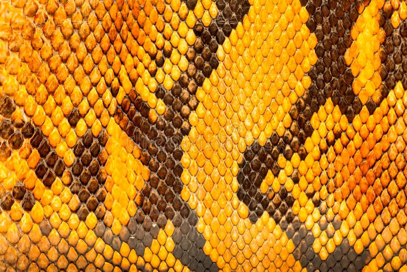 Yellow python leather, skin texture for background. Yellow python leather, skin texture for background.