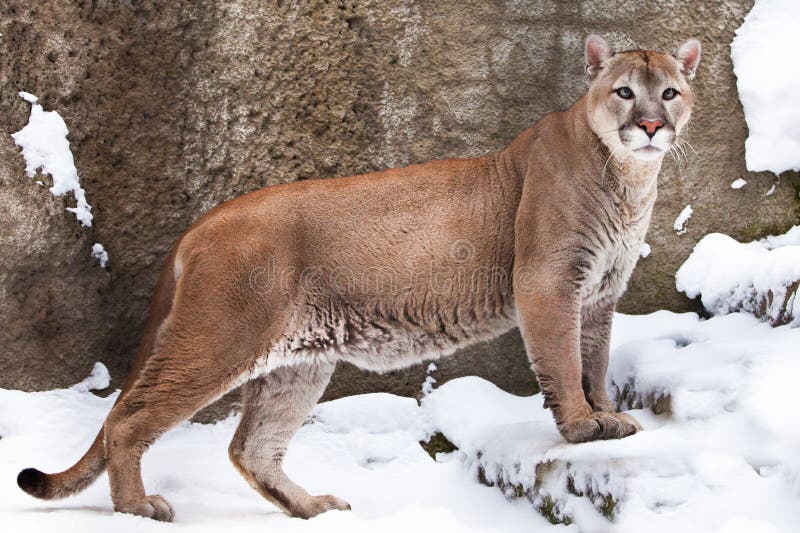 Revisión Abrumar Gato de salto Cuerpo Fuerte De Un Puma Del Gato Grande En Perfil, Contra Un Fondo De  Rocas Y De La Nieve, Opinión La Bestia Del Lado Foto de archivo - Imagen de  cubo, travieso: