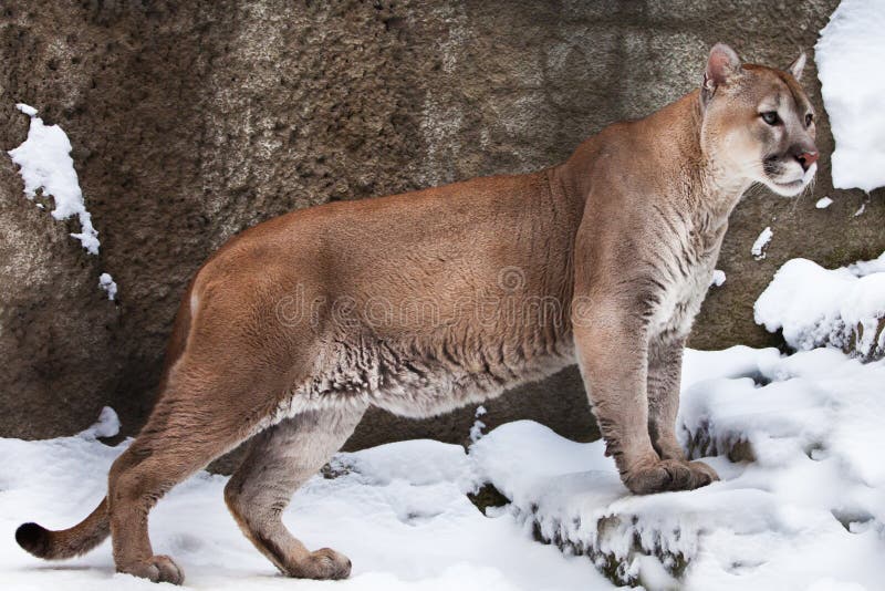 Monopolio Torbellino Peatonal Cuerpo Fuerte De Un Puma Del Gato Grande En Perfil, Contra Un Fondo De  Rocas Y De La Nieve, Opinión La Bestia Del Lado Foto de archivo - Imagen de  cubo, cara: