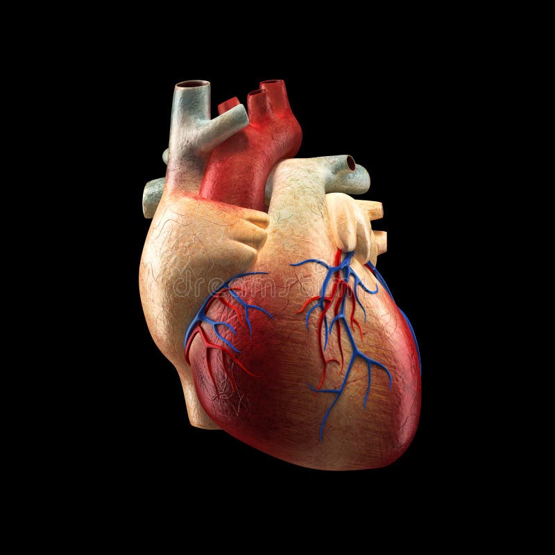 Corazón Real Aislado En El Negro Modelo Humano De La Anatomía Stock