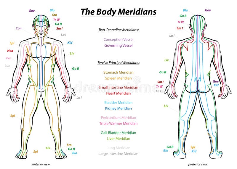 Meridian System Chart - Male body with principal and centerline acupuncture meridians - anterior and posterior view - Traditional Chinese Medicine - Isolated vector illustration on white background. Meridian System Chart - Male body with principal and centerline acupuncture meridians - anterior and posterior view - Traditional Chinese Medicine - Isolated vector illustration on white background.