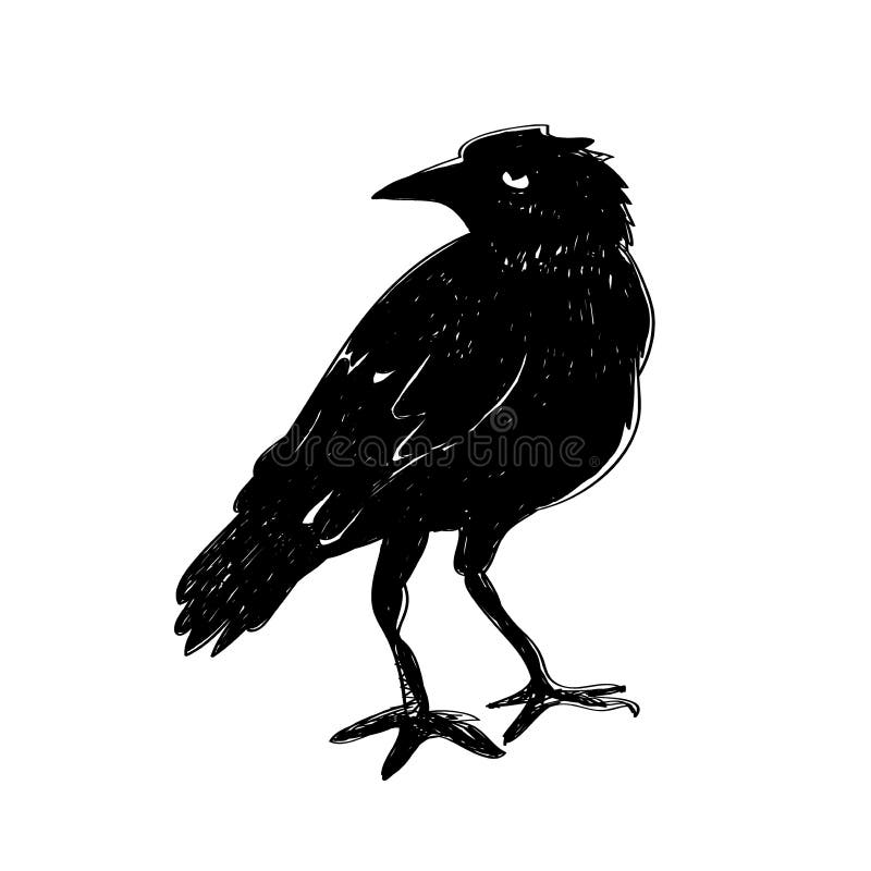 Cuervo aislado en blanco Cuervo dibujado mano libre illustration