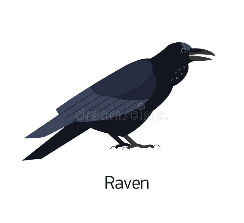 Cuervo aislado en blanco Pájaro inteligente del synanthrope con plumaje negro Especie aviar salvaje linda hermosa stock de ilustración