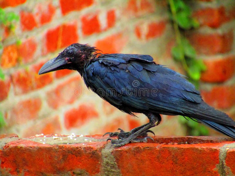 Cuervo de la selva o culminatus indio hermoso del Corvus fotografía de archivo Cuervo de la selva o culminatus indio hermoso del Corvus fotografía de archivo