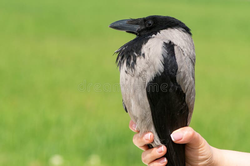 Cuervo encapuchado, cornix del corvus P?jaro en las manos del hombre imagen de archivo Cuervo encapuchado, cornix del corvus P?jaro en las manos del hombre imagen de archivo