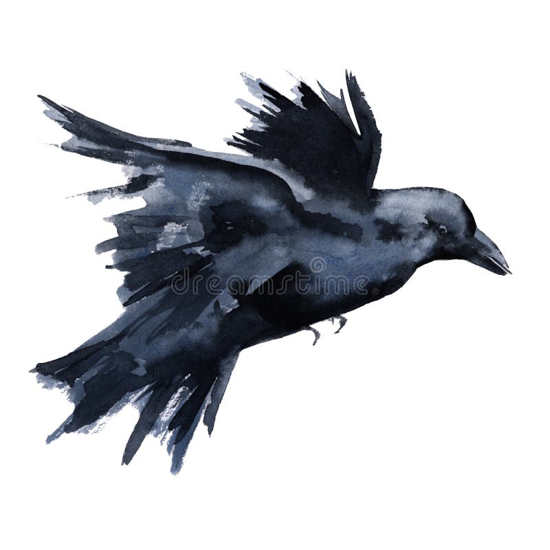 Cuervo negro Aislado en el fondo blanco stock de ilustración