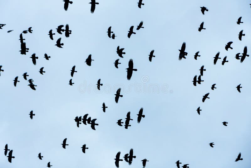 Cuervos imágenes de archivo libres de regalías