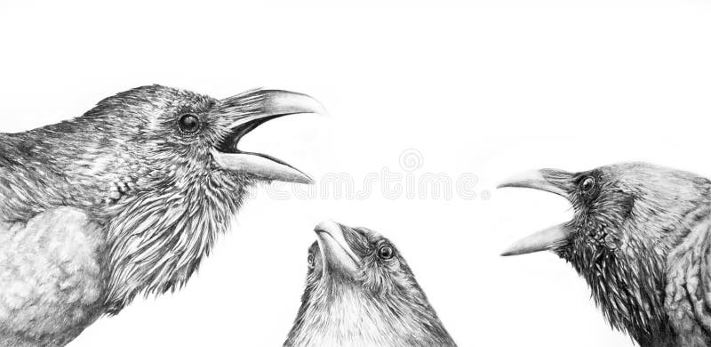 A graphite drawing of three crows having a conversation. They are fluffed up and cawing.  Original concept art. A graphite drawing of three crows having a conversation. They are fluffed up and cawing.  Original concept art.