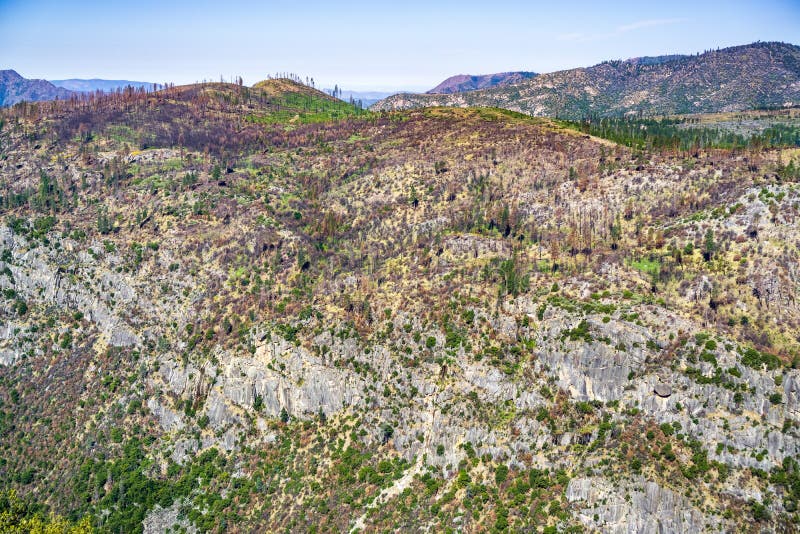 Cuesta de montaña dañada incendio fuera de control que muestra las muestras de la recuperación en el parque nacional de Yosemite, fotos de archivo libres de regalías Cuesta de montaña dañada incendio fuera de control que muestra las muestras de la recuperación en el parque nacional de Yosemite, fotos de archivo libres de regalías