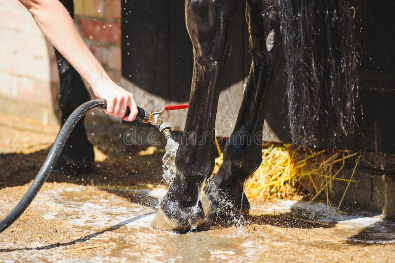 Jogo do cavalo foto de stock. Imagem de areia, cavalo - 40926784