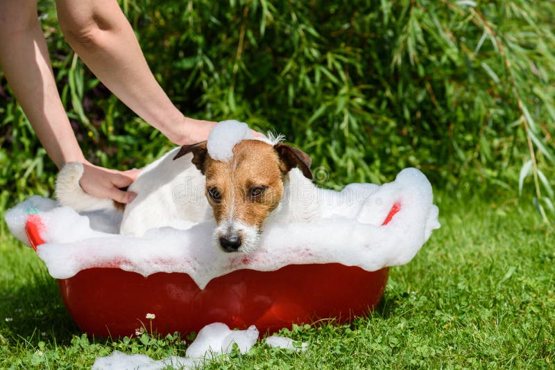Cuidado del balneario del animal doméstico: el perro toma un baño en el día de verano caliente imagenes de archivo Cuidado del balneario del animal doméstico: el perro toma un baño en el día de verano caliente imagenes de archivo