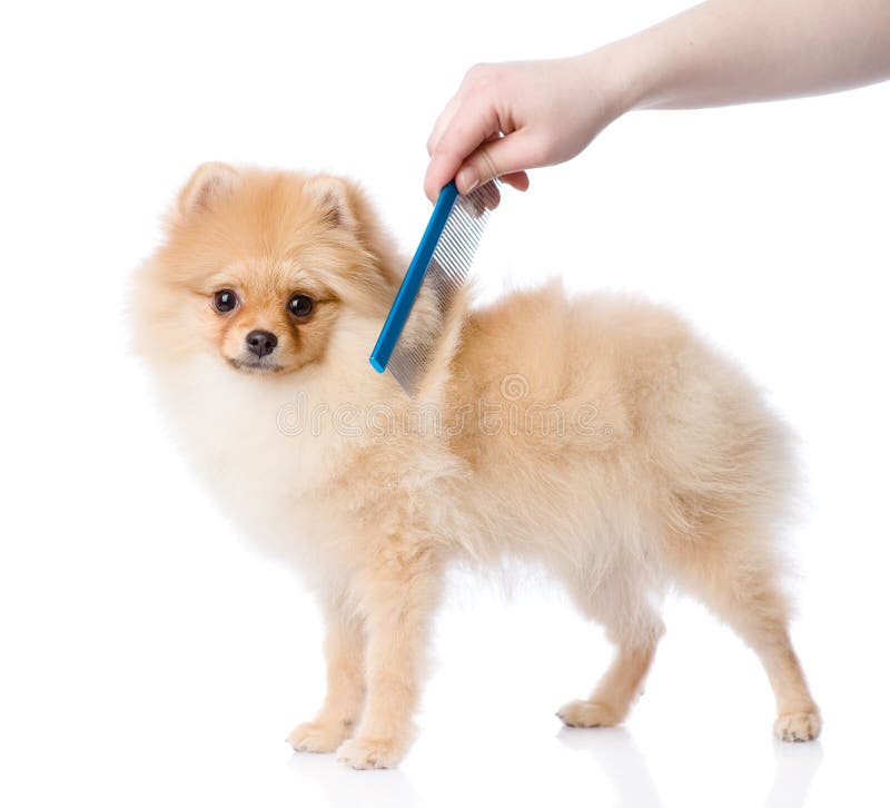 Cuidado para o cabelo de cão olhando a câmera fotografia de stock Cuidado para o cabelo de cão olhando a câmera fotografia de stock