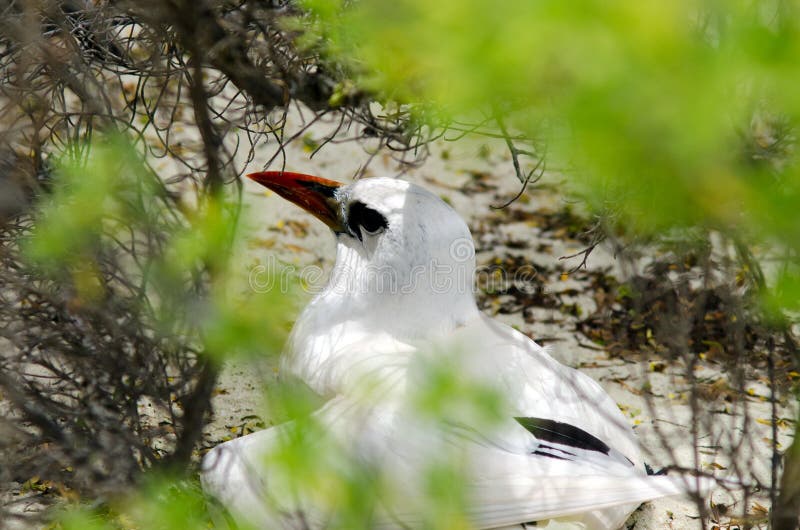 cuisinier Rouge-affiché Islands de lagune de Tropicbird - d'Aitutaki image libre de droits cuisinier Rouge-affiché Islands de lagune de Tropicbird - d'Aitutaki image libre de droits