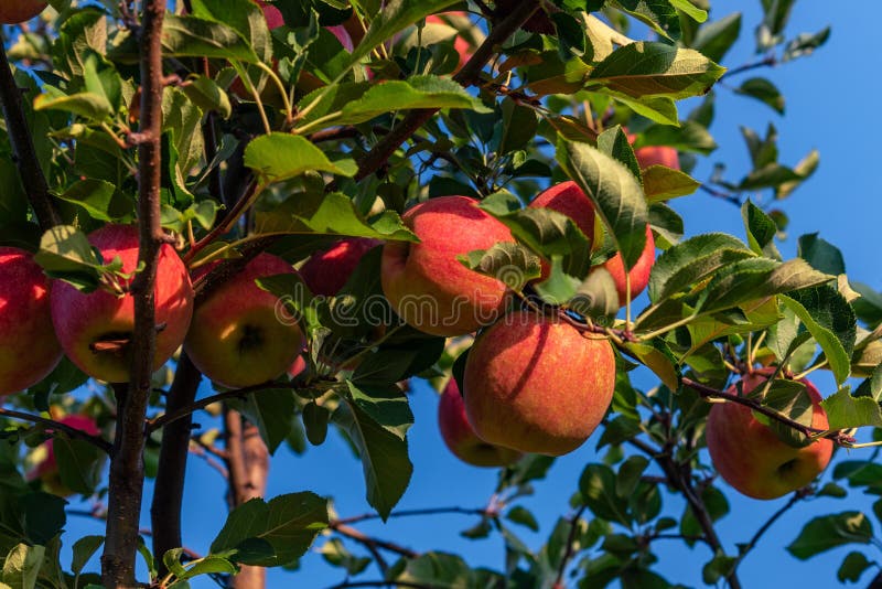 Cukierki, czerwień, soczyści jabłka r na drzewie w ich naturalnym środowisku fotografia royalty free Cukierki, czerwień, soczyści jabłka r na drzewie w ich naturalnym środowisku fotografia royalty free