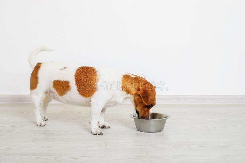 Cule Jack Russel Terrier Dog Eating. Stock Photo Image of food, cute