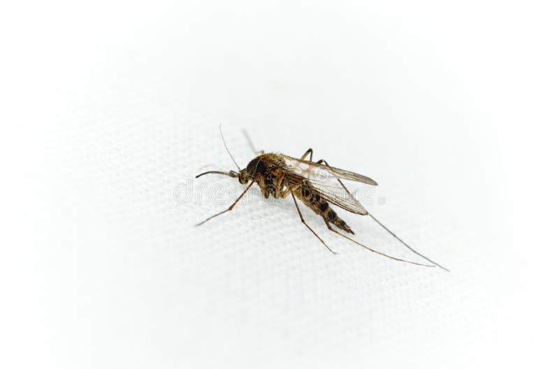 Culex pipiens, northern house Mosquito