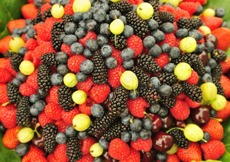 Culinary fruits stock image. Image of berry, edible, food 25642247