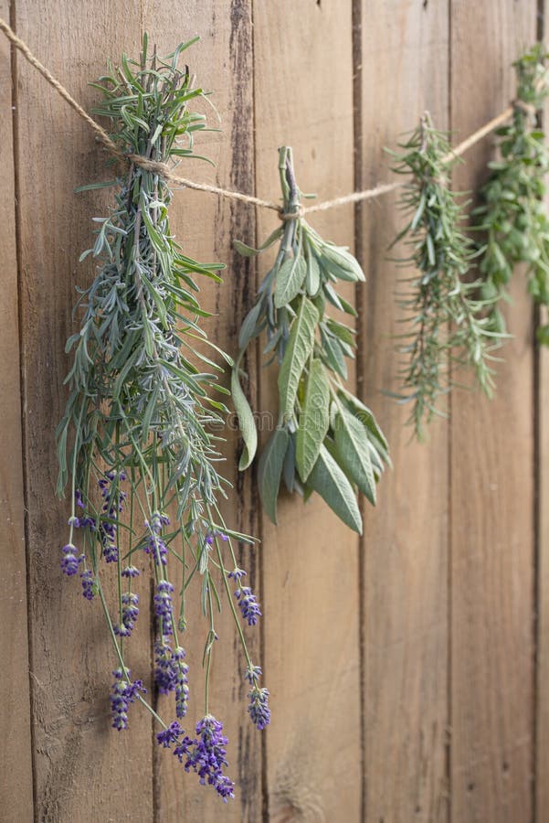 Herbs Drying stock photo. Image of hanging, line, herbal 32243842