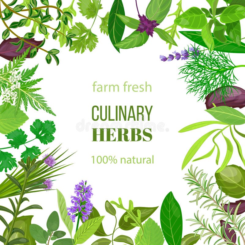 Culinary Herbs Ornament with Text 100 Natural Stock Vector Culinary Herbs Ornament with Text 100 Natural Stock Vector