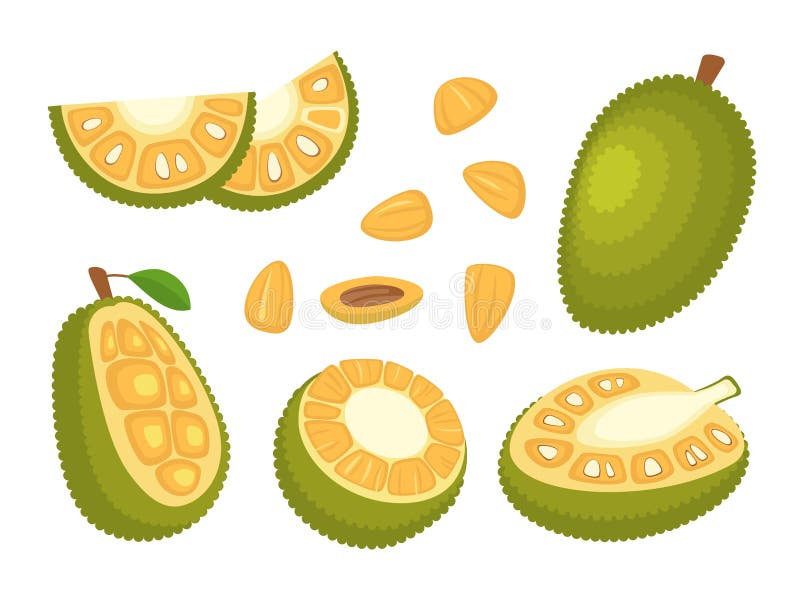 Culoare desen animat întreg jumătate și bucăți set de jackfruit proaspete. vector vector illustration