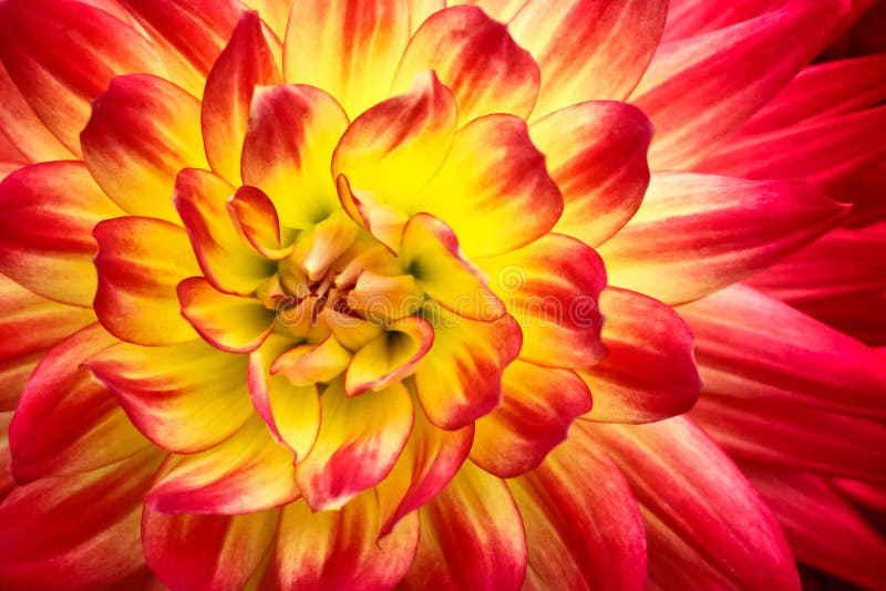 Culorile roșu portocaliu și galben ale flăcării dahlia cu centru galben, închidere fotografie macrocomandă. accentul pe culoarea r royalty free stock images