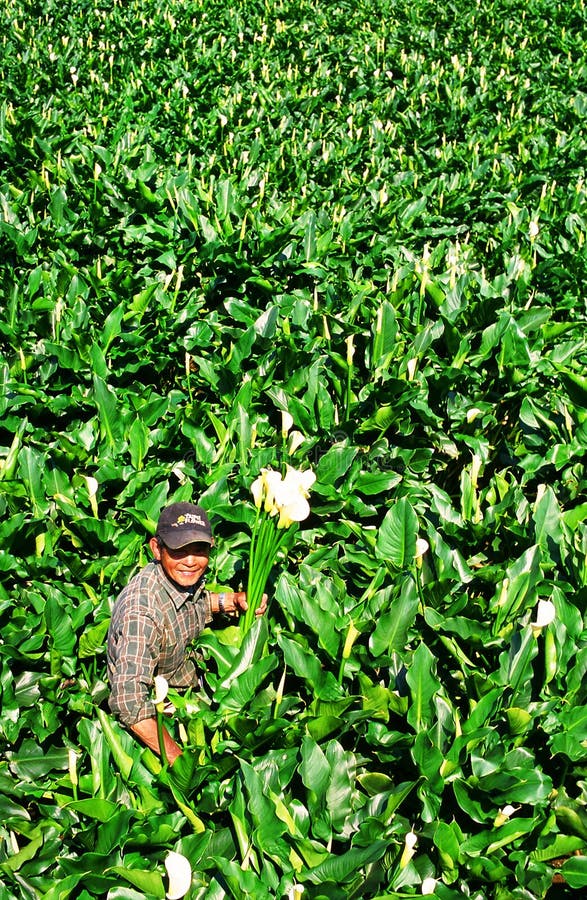 Cultivador de la flor foto de archivo Cultivador de la flor foto de archivo