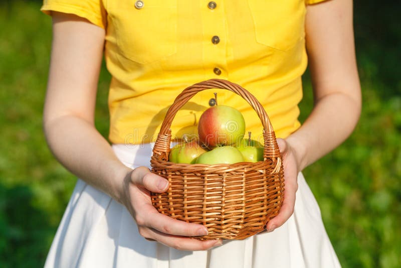 Cultivando, jardinando, colhendo e conceito dos povos - a mulher entrega guardar maçãs imagens de stock Cultivando, jardinando, colhendo e conceito dos povos - a mulher entrega guardar maçãs imagens de stock