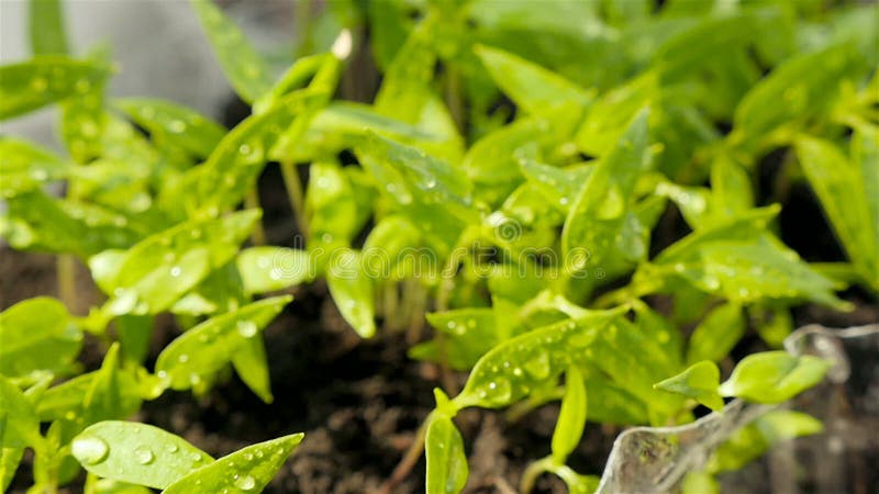 Cultivar plantas en casa. plántulas de pimienta. gotas de agua en las hojas. cerrar almacen de metraje de vídeo