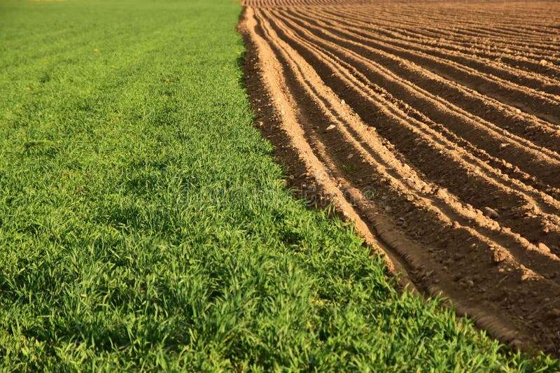 Cultivated Agricultural Land Stock Photo Image of field, farm 88181046